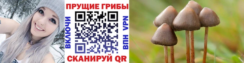 Псилоцибиновые грибы прущие грибы  мега маркетплейс  Бакал 